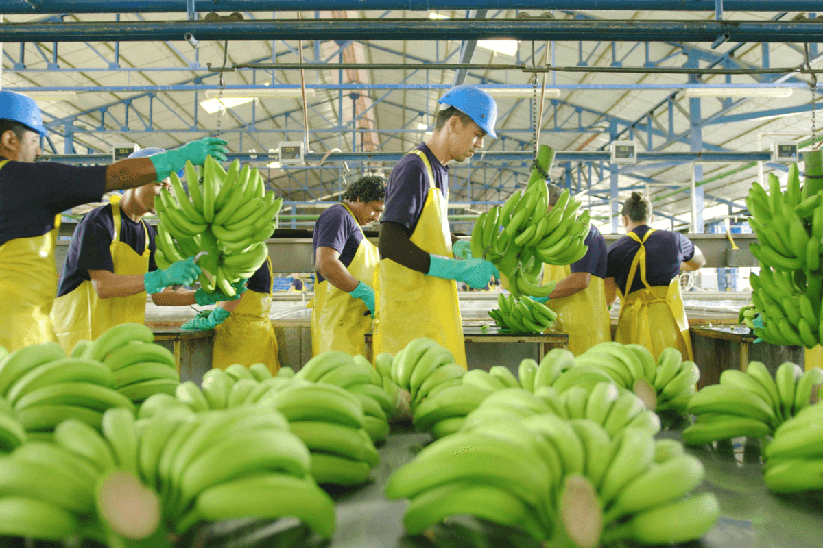 Quality standards Chiquita bananas