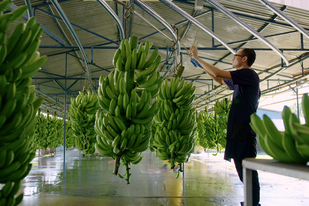 Chiquita has established an innovation facility to fund scientific efforts.