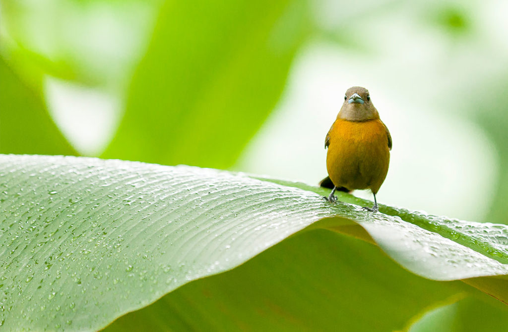 Preserving Biodiversity Chiquita