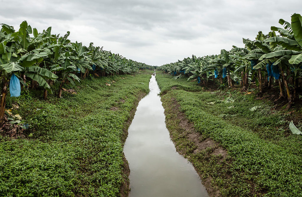 Preserving Biodiversity Chiquita