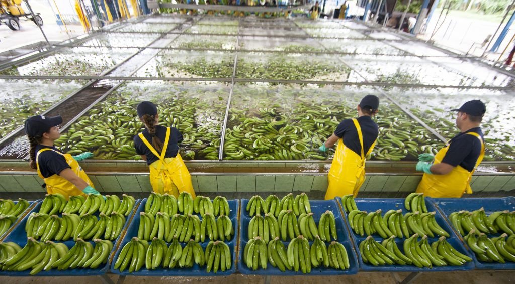 Chiquita Packing Station 